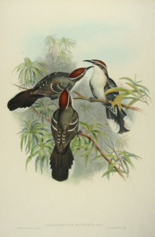 John Gould Birds of Australia